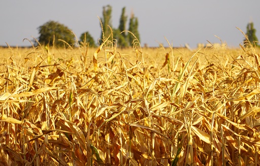 Minimalny wzrost cen kukurydzy