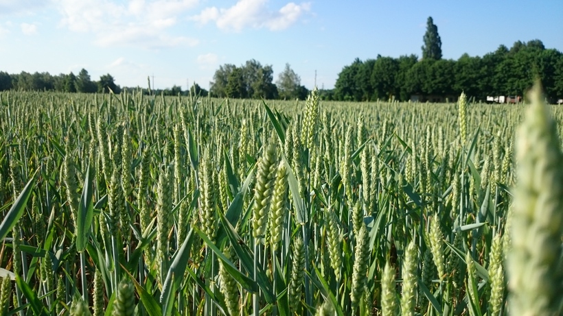 Spadek cen zbóż i rzepaku na giełdach nie wpłynął na razie na ceny w kraju