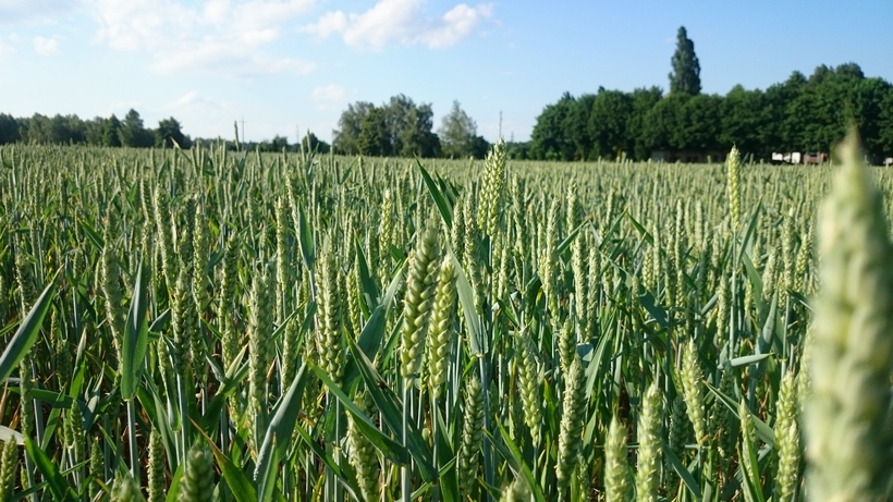 Ceny zbóż na giełdach towarowych (8.03.2020)