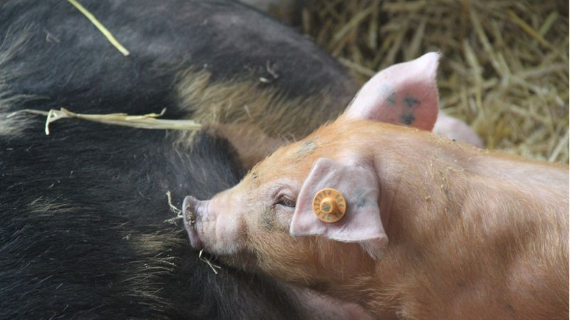 Ceny skupu świń rzeźnych (12.12.2021)