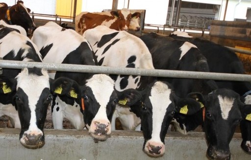 Długookresowe prognozy dla unijnej produkcji wołowiny