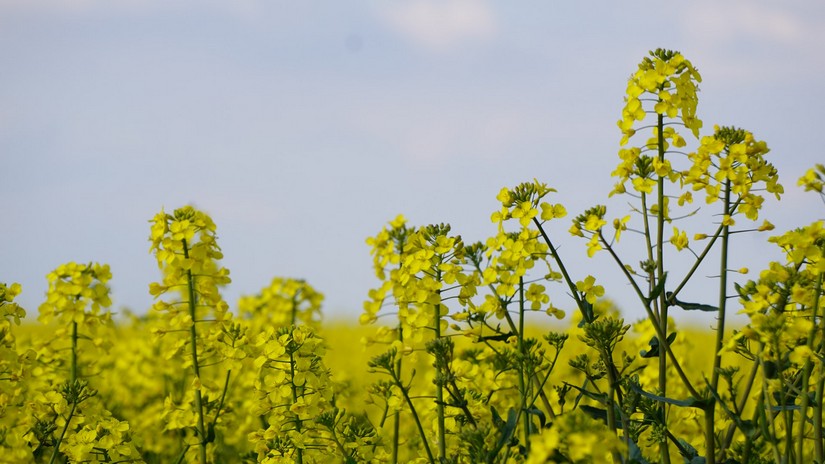 Ceny rzepaku i produktów jego przerobu (31.08.2025)
