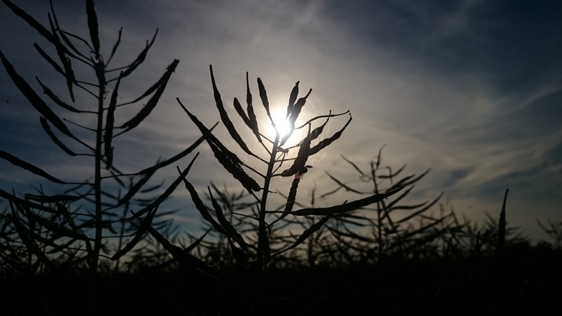 Podsumowanie tygodnia na giełdowym rynku oleistych (4-8.07.2016)