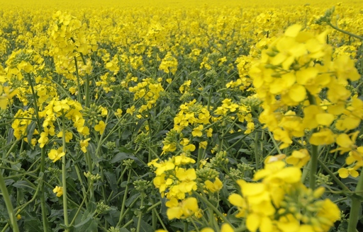 Ceny rzepaku i produktów jego przerobu (14.09.2025)