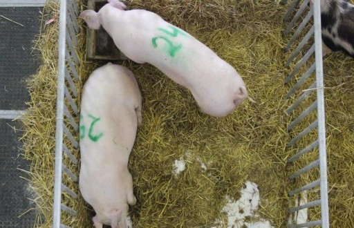 Ceny świń rzeźnych w Unii Europejskiej