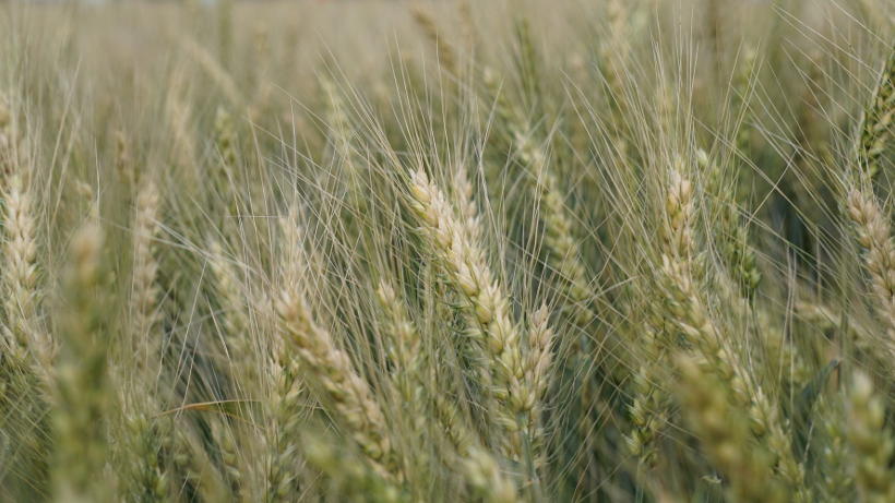 Lekkie wzrosty notowań pszenicy w Paryżu, ale spadek cen zbóż w Chicago na początku tygodnia