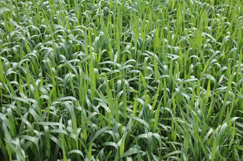 Notowania zbóż na giełdach światowych (24.01.2013)