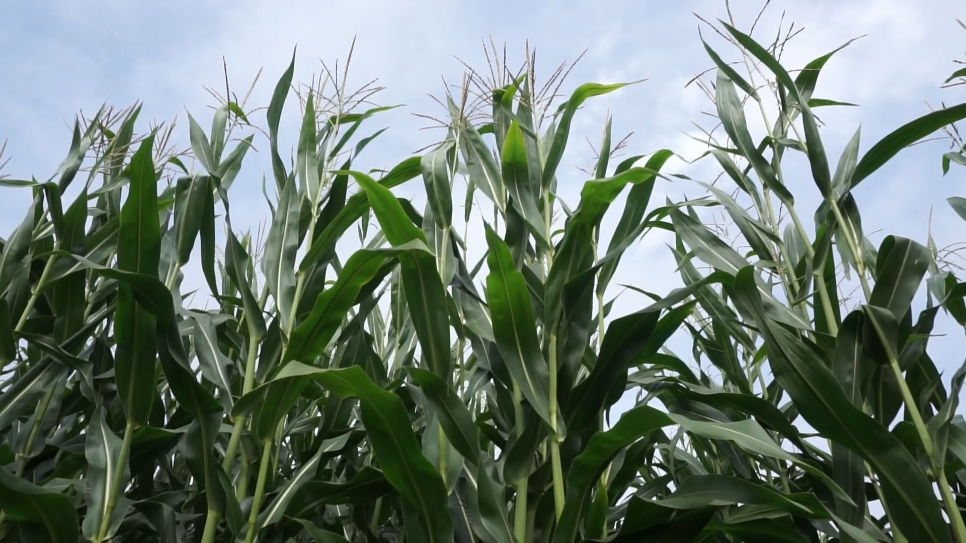 Amerykańskie kontrakty na soję i kukurydzę zanotowały czwarty spadkowy tydzień z rzędu
