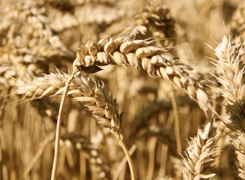 Rynek zbóż w Polsce i na świecie (07-13.07.2014)