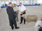 Wręczenie nagród czempionów w kategorii owce i kozy
