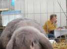 XVIII Regionalna Wystawa Zwierząt Hodowlanych w Szepietowie - niedziela