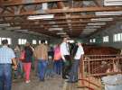 I Krajowa Wystawa Bydła Mięsnego w Sielinku - niedziela