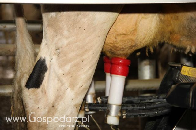 bydło, krowa, dojarka, mleko, Dni Otwarte w GR Hendripol sp. z o.o. 