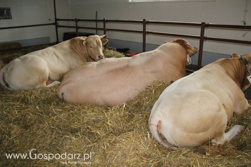 I Krajowa Wystawa Bydła Mięsnego w Sielinku - niedziela