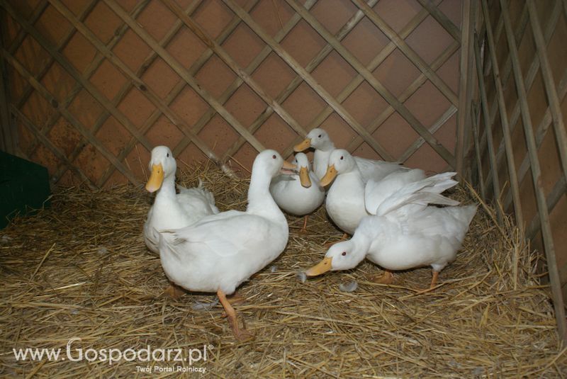 Gęsi, kury, kaczki, strusie na XXV Krajowej Wystawie Zwierząt Hodowlanych