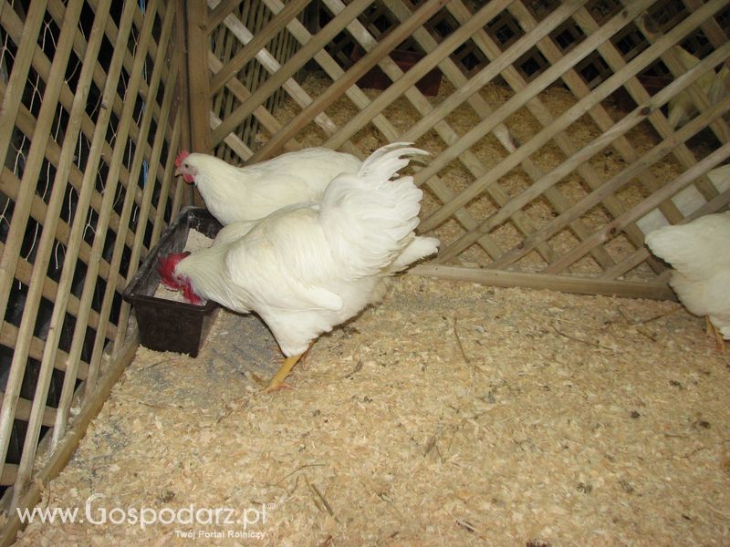 Gęsi, kury, kaczki, strusie na XXV Krajowej Wystawie Zwierząt Hodowlanych