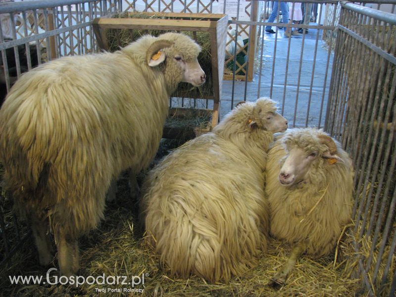 Owce i kozy na XXV Krajowej Wystawie Zwierząt Hodowlanych