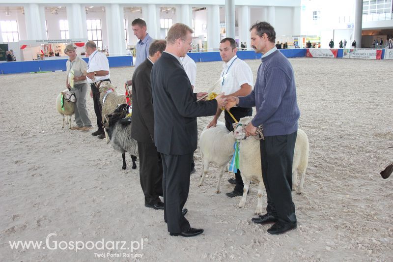 Wręczenie nagród czempionów w kategorii owce i kozy