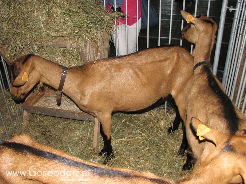 Owce i kozy na XXV Krajowej Wystawie Zwierząt Hodowlanych