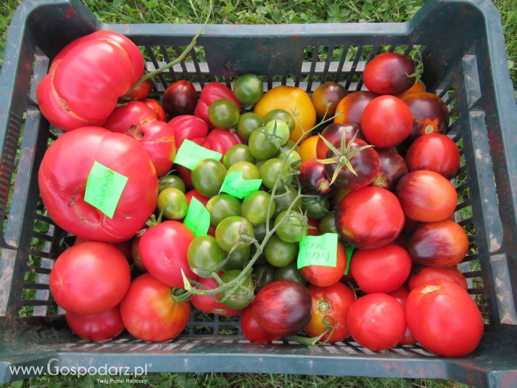 Pomidory - ponad 600 odmian - bez GMO 5