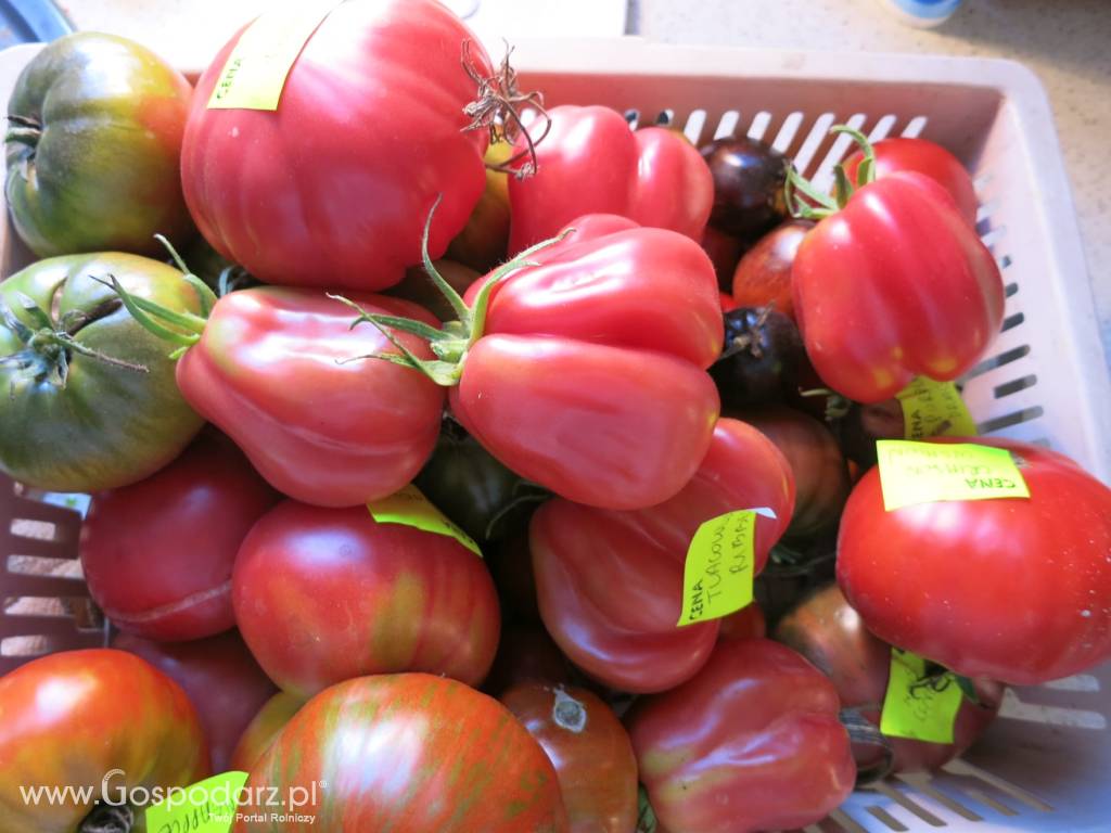 Pomidory - ponad 600 odmian - bez GMO 8