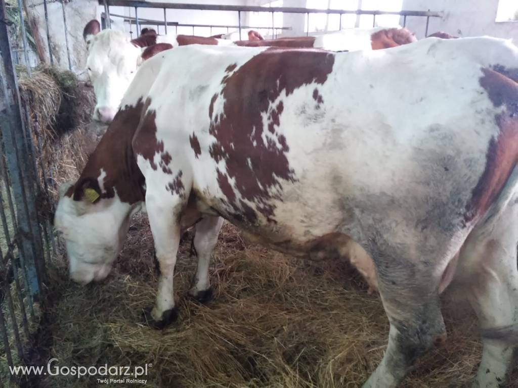 Krowy Jałówki Simental, Mondbeliarde, HF 4