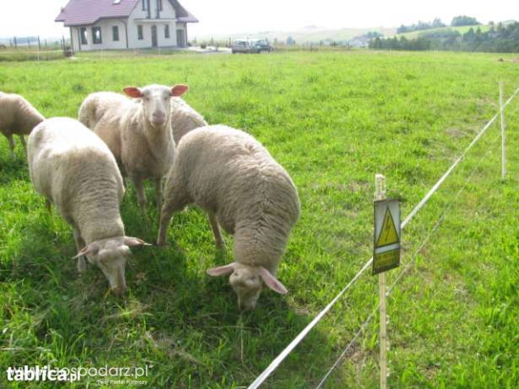 Likwidacja stada owce fryzyjskie ostatnie sztuki