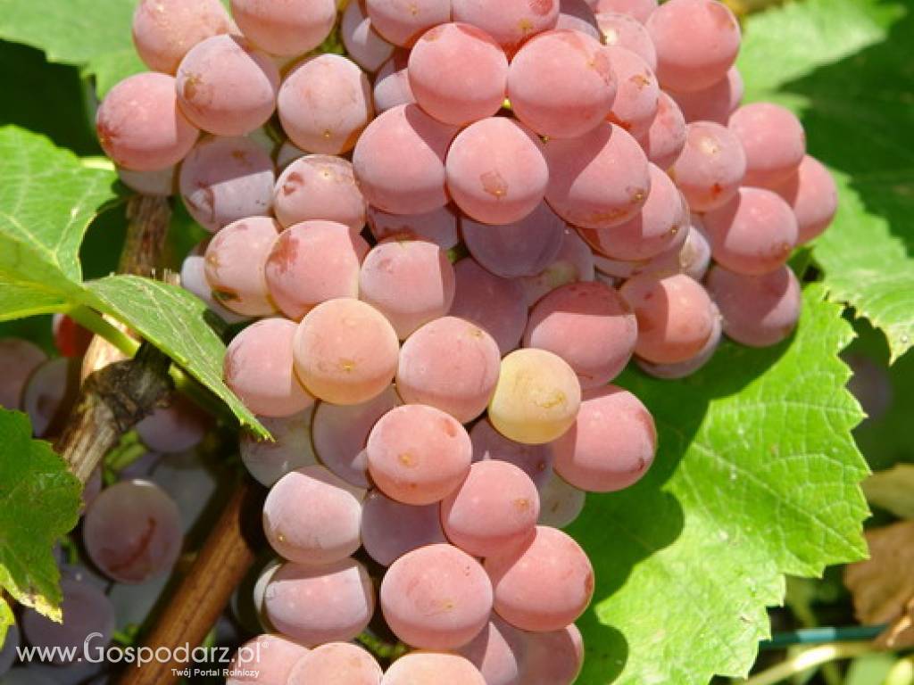 Sadzonki winorośli - winnica Golesz