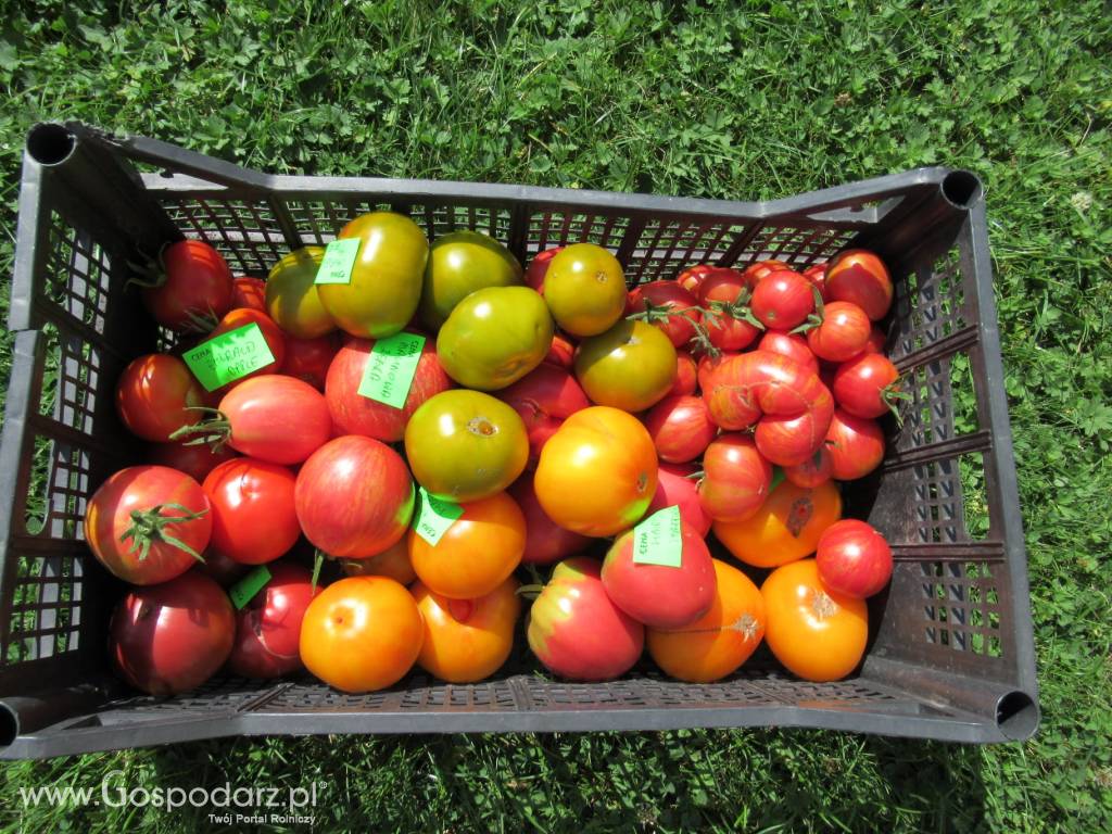 Pomidory - ponad 600 odmian - bez GMO 6