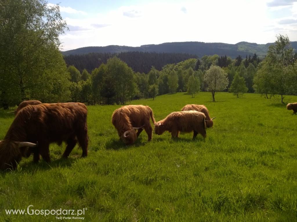 Bydło Szkockie - Highland Cattle 6