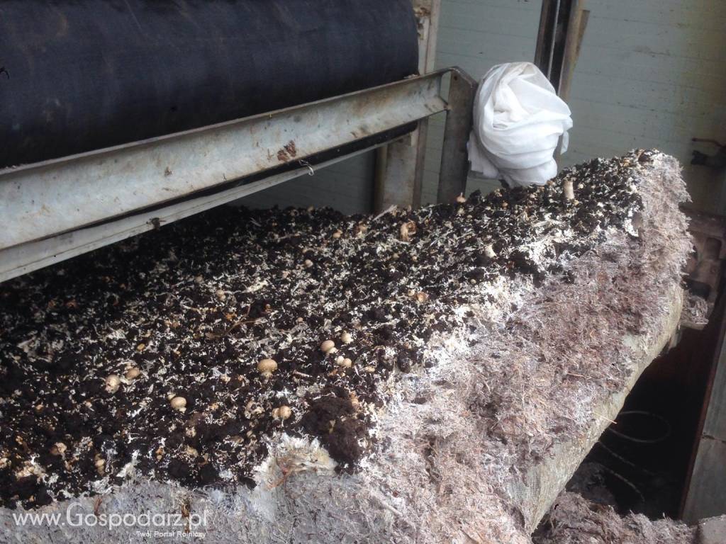 Kompost, Podłoże popieczarkowe Naturalny nawóz!HIT 200zł naczepa