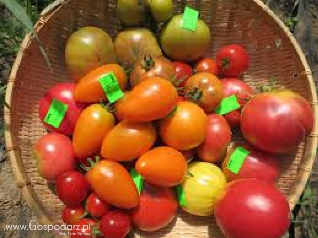 Pomidory - ponad 600 odmian - bez GMO