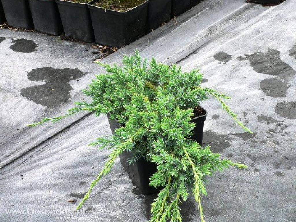 Juniperus Squamata 