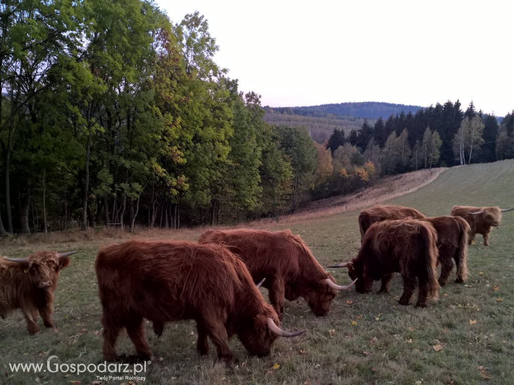 Bydło Szkockie - Highland Cattle 4