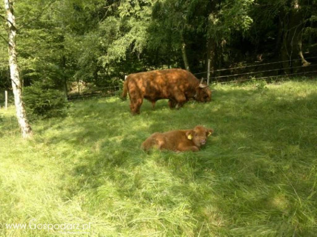 Bydło Szkockie - Highland Cattle 5