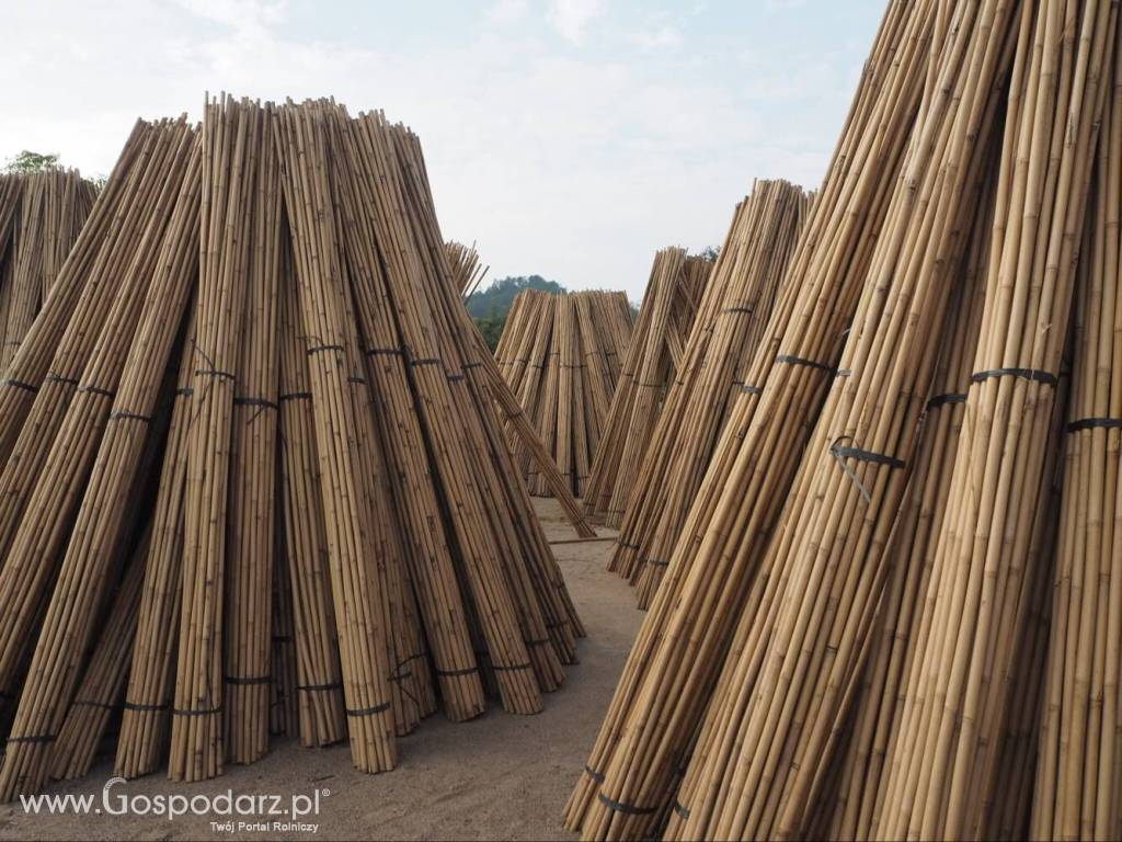 Tyczki bambusowe/ szkółkarskie Tonkin. Wysoka jakość