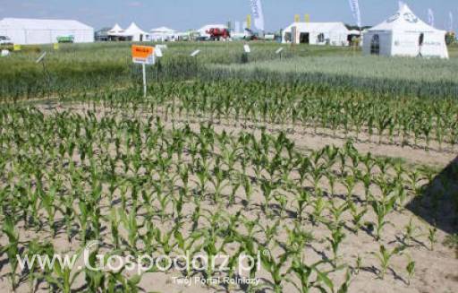 Zboża-Tydzień pod znakiem przecen 04-06-2012