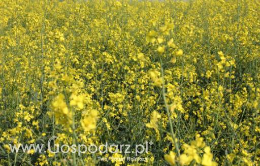Ceny oleistych na giełdach światowych – 22.05.2012