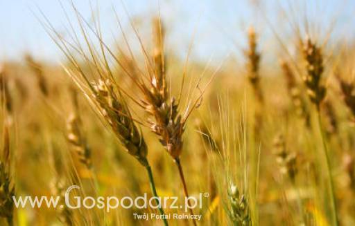 Ceny zbóż na giełdach światowych –22.05.2012