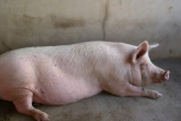 Afrykański pomór świń. Strefy buforowe w podlaskim, mazowieckim i lubelskim