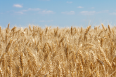Nawożenie zbóż ozimych wiosną - podstawowe zasady stosowania bezchlorkowych nawozów ARKOP
