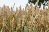 Pomoc dla producentów zbóż