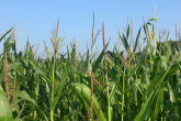 Ubezpieczenia upraw kukurydzy