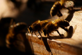 Wsparcie do przezimowanych rodzin pszczelich – 50 zł do jednego pnia, już można składać wnioski
