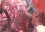 Ceny mięsa wieprzowego, wołowego i drobiowego (5.05.2024)