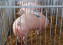 Ceny skupu świń rzeźnych (21.05.2023)