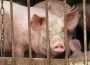 Ceny skupu świń rzeźnych (19.03.2023)