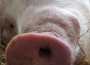 Ceny skupu świń rzeźnych (15.05.2022)