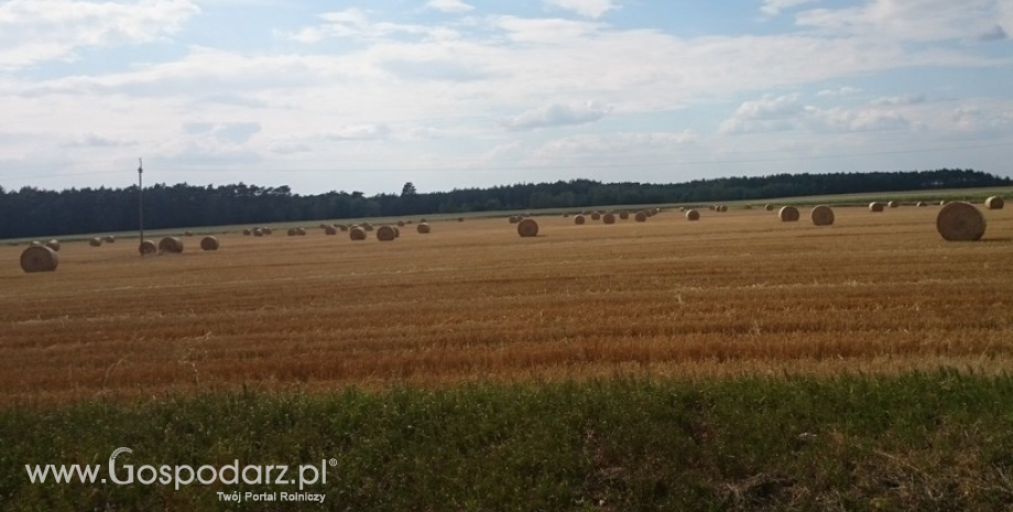 Niskie zbiory kukurydzy i pszenicy we Francji