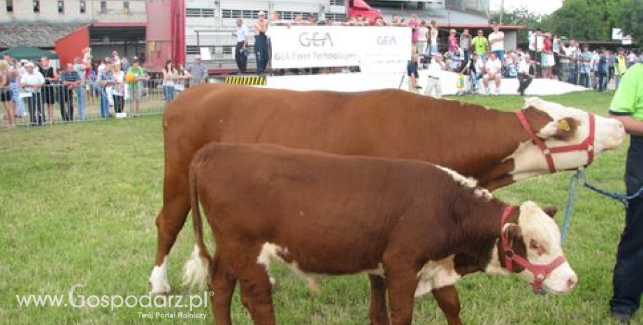 Rekordowy eksport wołowiny z Brazylii w 2012 roku